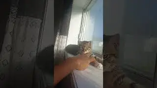 #cat #catrest