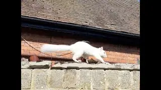 Grey squirrel damage