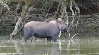 Baby Moose tries to shake off excess water! #fstopdotcom #wildvisiondotcom #moose #elk