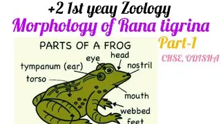 Morphology of frog, +2 1st year Science, According to  New syllabus, CHSE, Odisha 