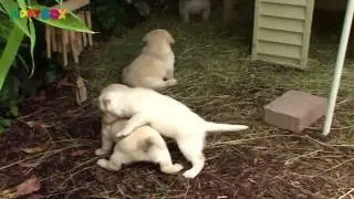 Puppies - Fussball, Kopfball, Tor! (KIDDYBOX TV)
