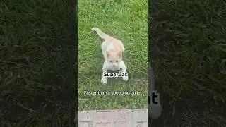 SuperCat😼 able to leap tall porches in a single bound.