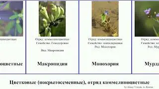 Цветковые (покрытосеменные), отряд коммелиноцветные традесканция angiosperms Эйхорния Мурданния
