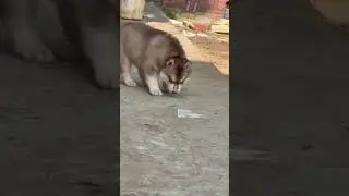 cute 🥰 and beautiful ❤️❤️❤️ hasky puppy with blue 💙🔵🔵 eyes 👀👁️👁️👁️👁️