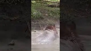 Not Yellowstone But A Big Ol' Brown Bear Wallows In The Mud!