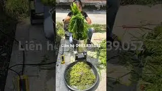 M&aacute;y xay thức ăn chăn nu&ocirc;i #channuoi #maytronthucanchannuoi #maynghiencam #food #farming #cooking