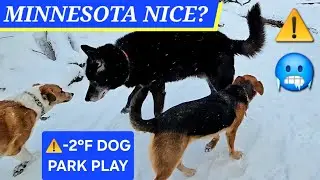 MINNESOTA NICE? - KURGAN THE BLUE BAY SHEPHERD MAKING DOG PARK FRIENDS IN -2&deg;F COLD 🥶