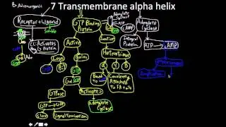Signal Transduction Pathway: the 7 transmembrane alpha helix MAP