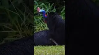 Southern Cassowary Mating