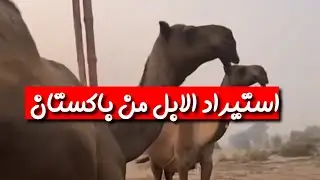 استيراد الابل من باكستان | #ترند_السعودية #اكسبلور #السعودية_الكويت_الامارات_قطر_عمان_البحرين_