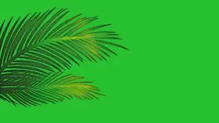 leaf green screen video | leaves green screen video download | tropical palm leaves green screen