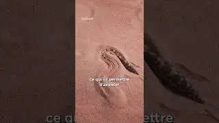 🐍 Le boa des sables, le v&eacute;ritable ver des sables de #Dune ? #serpent #science #animaux #shorts