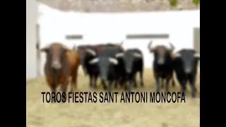 Vacas  fiestas Sant Antoni Moncofa 11-10-2024