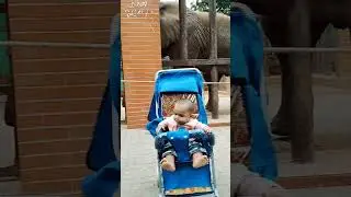 #karachizoo #insidezoo#elephant