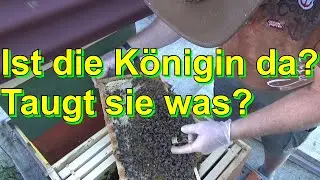 Ist die Königin da? Taugt sie was?