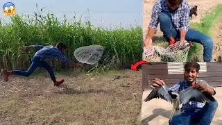 Bohot Mushkil Se Wild Bird Tatiri Ko Paker Liya😍