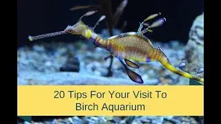 TIPS & TRICKS: Scripps Birch Aquarium in San Diego!