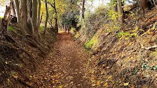 🍇 Ingelheim Autumn Hike | Exploring the Rhine Valley