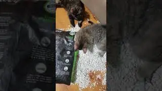 Kittens tore open a bag of Skoon Cat Litter
