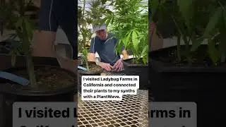 420hz Plant Music from Cannabis Plants #plantmusic #plantwave #420 #psychedelic #psychedelicart