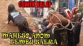 KERASUKAN MEMUNCAK‼️CEWEK Bantengan MAHESO ANOM LEMBU SAERA TIBA TIBA KALAP LIAR! (Part 2)