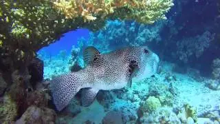 TAUCHEN MARSA ALAM