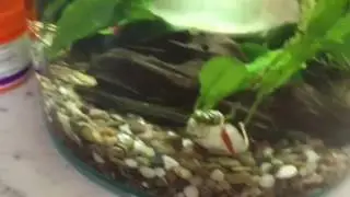 Shrimp tank marina 360 second attempt.