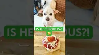 Моя собака готовит пиццу 🍕🐶 #DogVlog #FunnyShorts