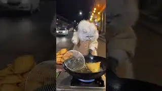 Street Food: A Persian Cat selling Pastel (Brazilian Deep-Fried Pastry) at Mountain Cliff Crack Se