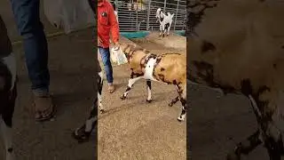NATIONAL GOAT FARM (MODASA GUJRAT) QUALITY GUZERI GOAT