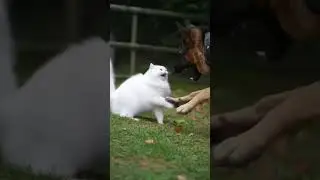 the old cat's fight with the shepherd #dogs #cat #cats #funnycat #2025