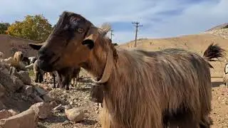 Relaxing Grazing Moments: Sheep & Goats in the Meadow 🐑🌿 (Soothing Bell Sounds!)
