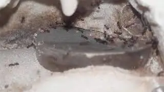 monomorium subopectum in mini hearth