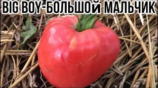 Томат Биг Бой ( Big Boy). Обзор и описание томата.