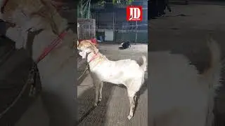 23Kgs in 5 months at JD Goat Farm