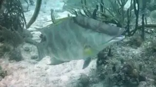 Hogfish Eating - Scuba Diving in Culebra, Puerto Rico with Culebra Divers