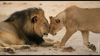 Lion Documentary - Taking a Look to Lions Daily Routine | Wild Planet HD
