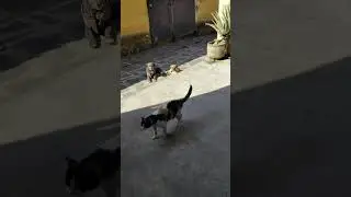 Reuni&oacute;n de mascotas #reels #cat #shorts #perros #mascotas