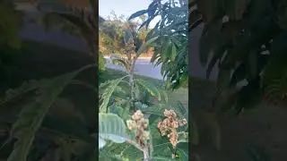 Loquat tree (6 years old- 1st year fruit) flowering -January, SW Florida. Please like and subscribe.