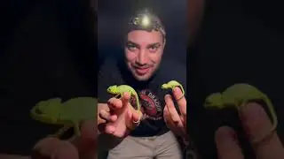 CATCHING WILD CHAMELEONS IN FLORIDA! Veiled Chameleons #shorts
