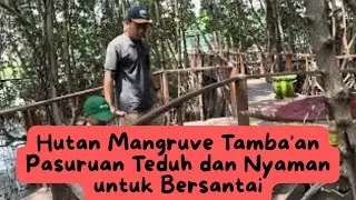 Hutan Mangruve Tamba'an  Pasuruan Teduh dan Nyaman untuk Bersantai