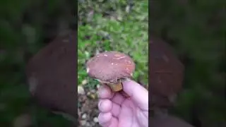 🍂🍂Поздний польский боровик🍂