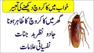 The Appearance of Cockroaches in the House | Tabeer TV