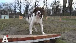 Hondenspeeltuin in Noord