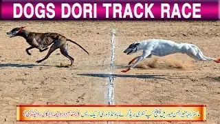 Dog Race || Dori Track Race || Dadhocha Rawalpindi | 5th Round | 16-11-25 #dog #pets #animals