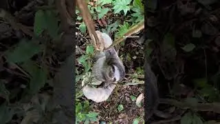 🦥Mesmerizing Agility: Witness the Unique Sloth Climbing!