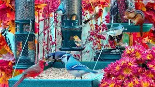 🔴LIVE Cottage Garden Bird Feeder: Cardinals, Woodpeckers, Song Birds, Chipmunks, Sleep, Cat TV