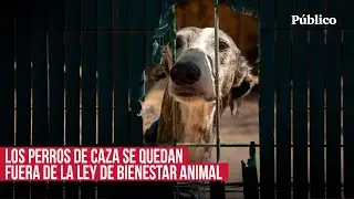 Los perros sin ley: malheridos, sin hogar y sin derechos