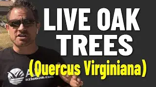 Live Oak Trees Are Great Shade Trees With Little Shedding