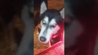 Cute lamb bottle feeding with wolf budy